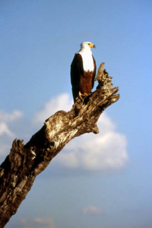 aquila - Chobe National Park